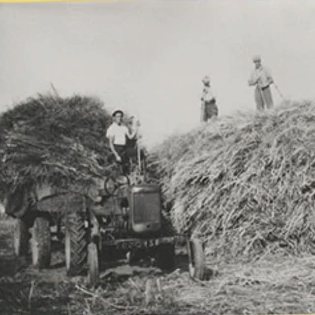 Colmans Mustard Farmers in 1800s