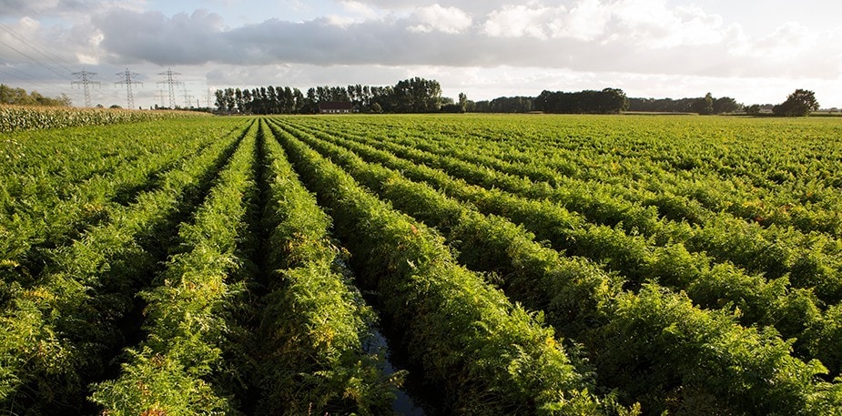 Growing a Sustainable Future