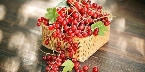 Red Currants Red Currants